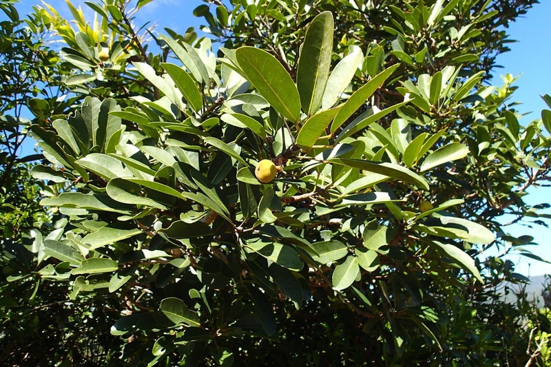 Acropogon schistophilus