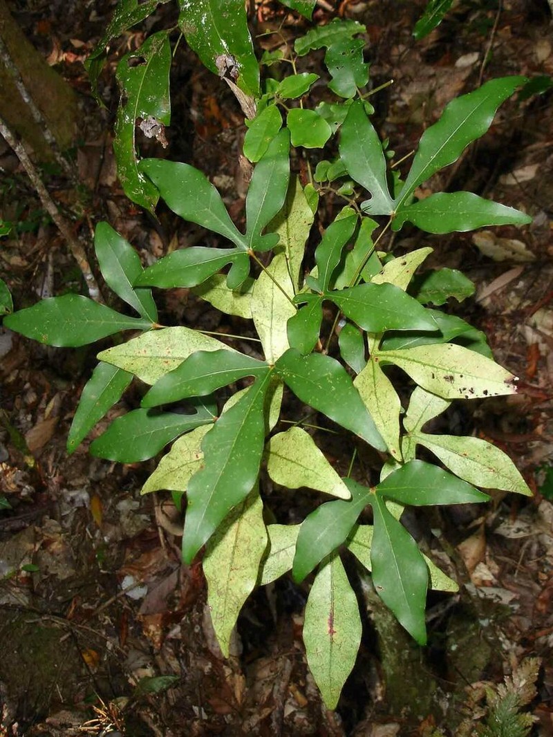 Acropogon schumanniana