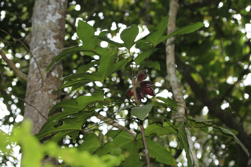 Acropogon schumanniana photo 2