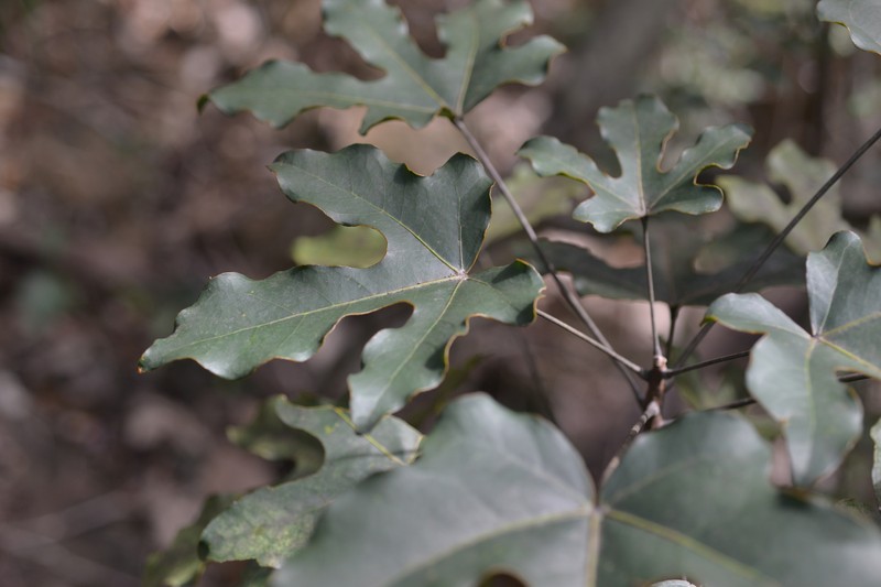 Acropogon schumanniana photo 4