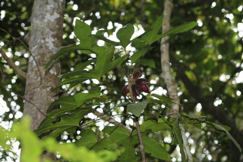 Acropogon schumanniana photo 5