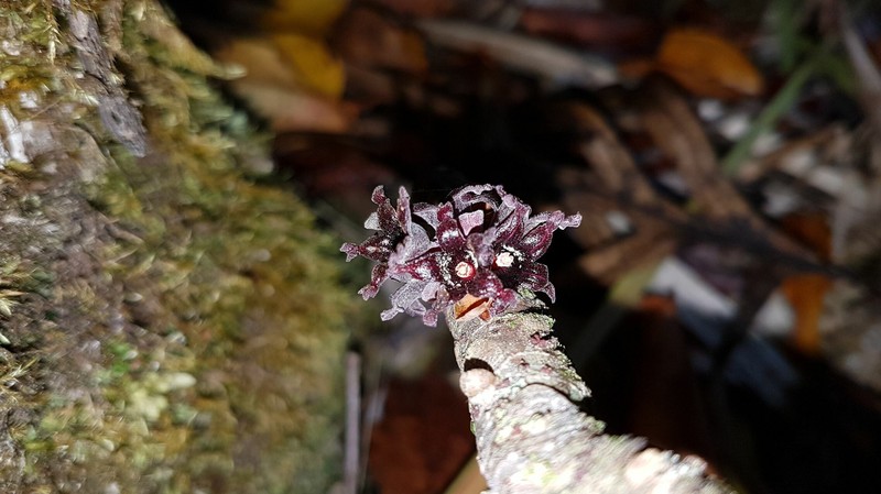 Acropogon schumanniana photo 7
