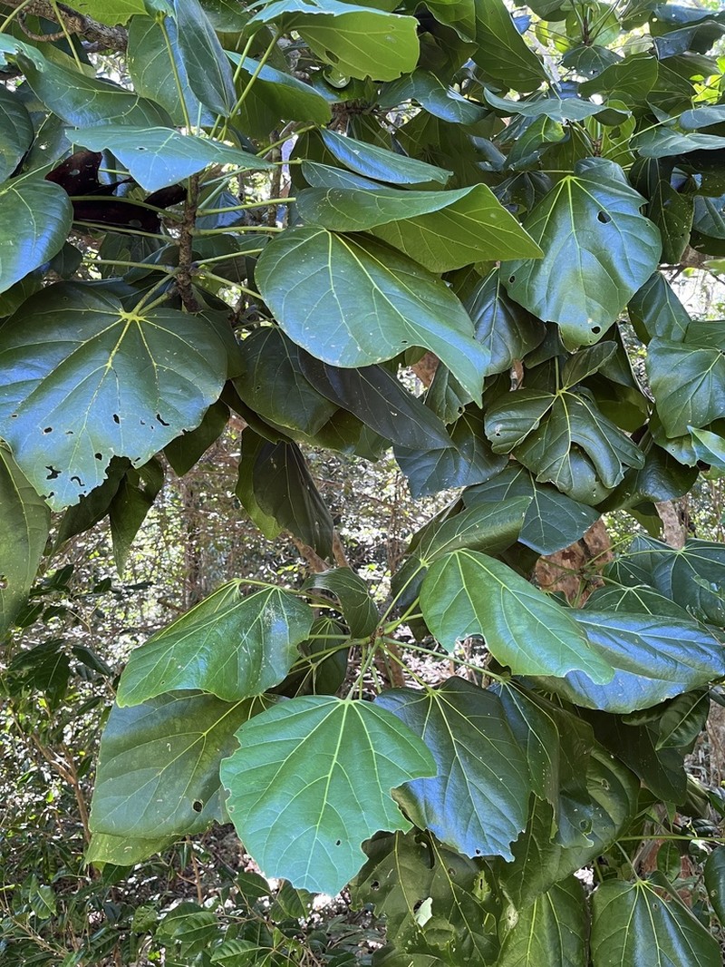 Acropogon veillonii photo 2