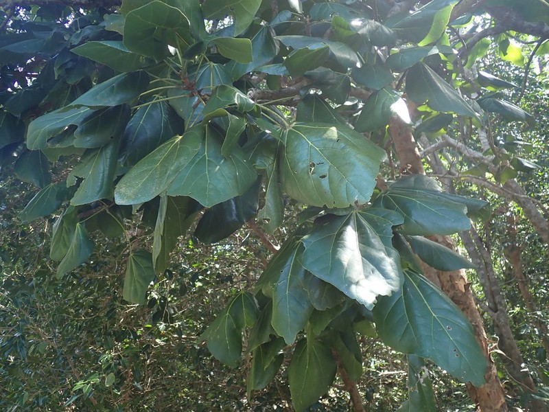 Acropogon veillonii photo 4