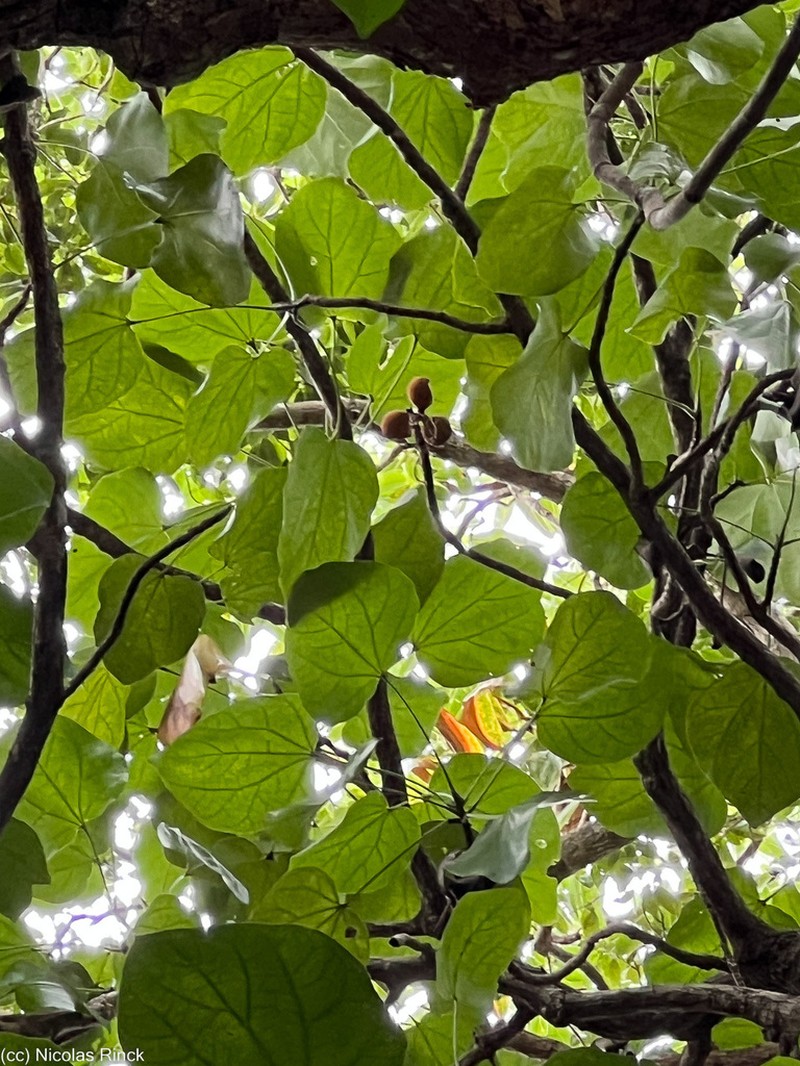 Acropogon veillonii photo 6