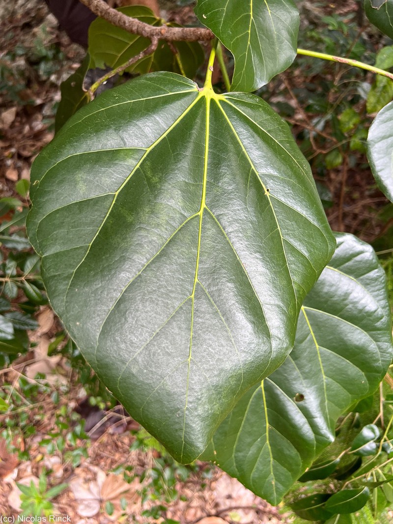 Acropogon veillonii photo 7