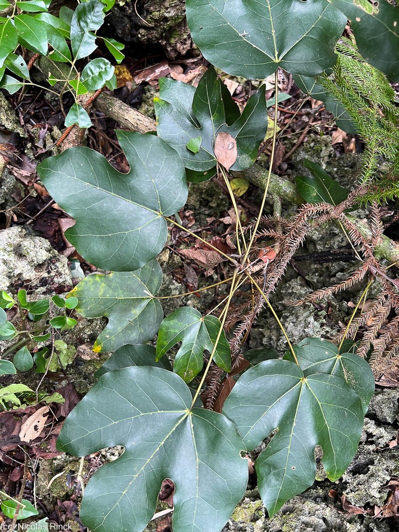 Acropogon veillonii photo 8