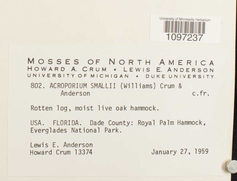 Small's Acroporium Moss photo 3