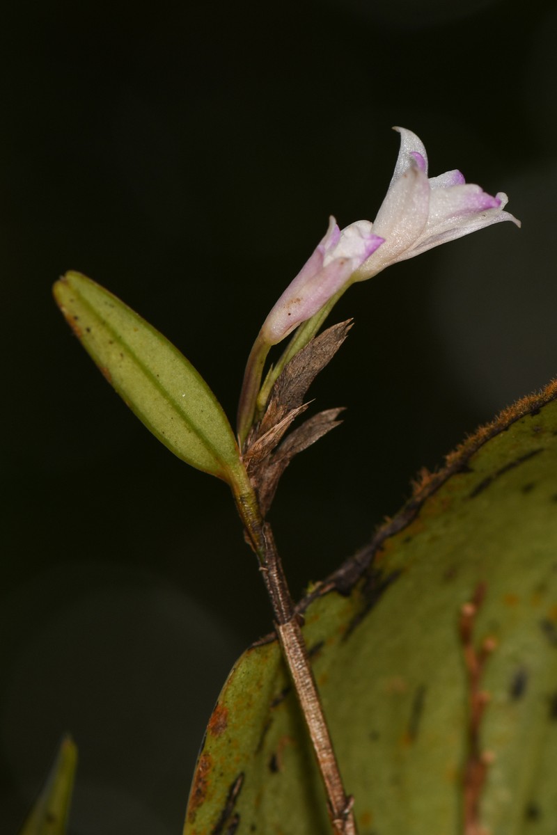 Acrorchis roseola
