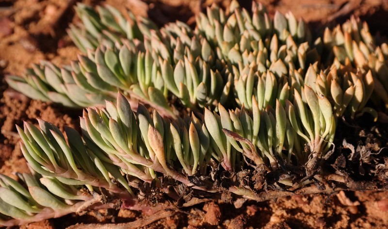 Acrosanthes anceps