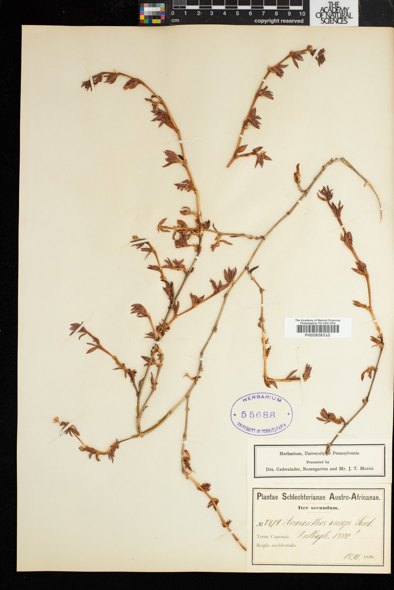 Acrosanthes anceps photo 4