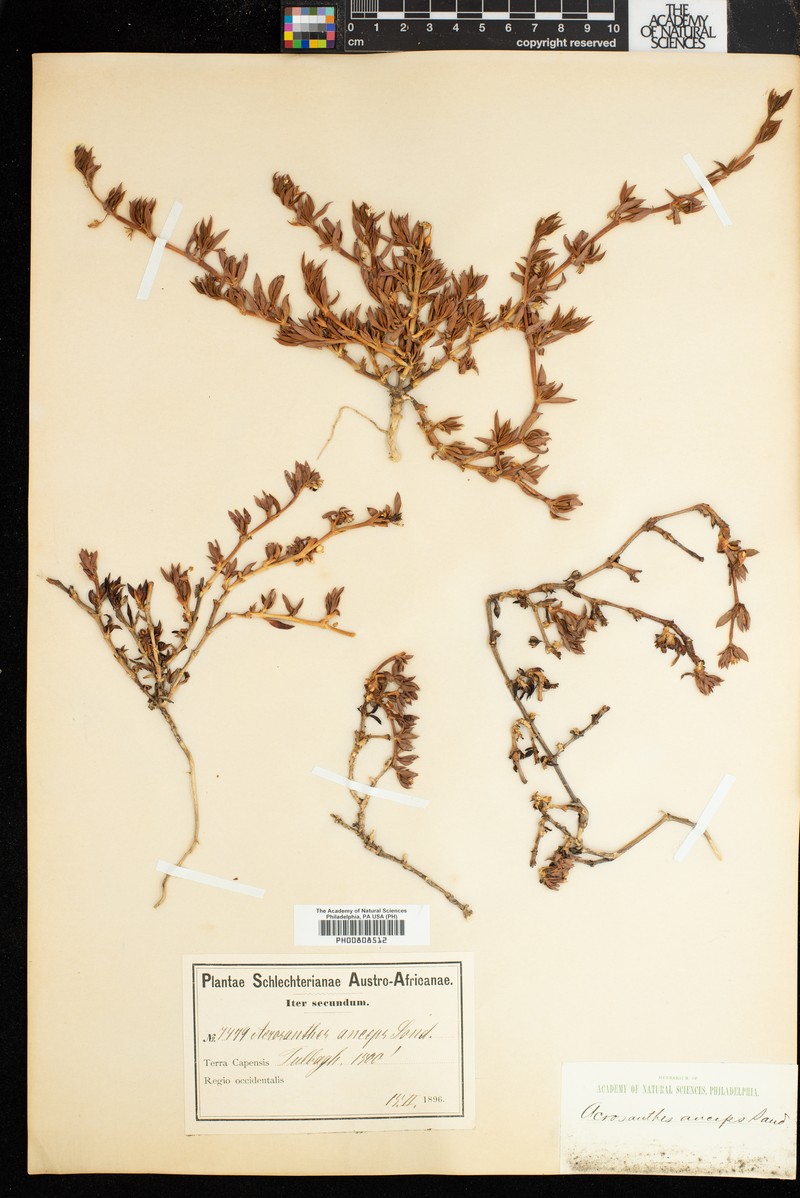 Acrosanthes anceps photo 5