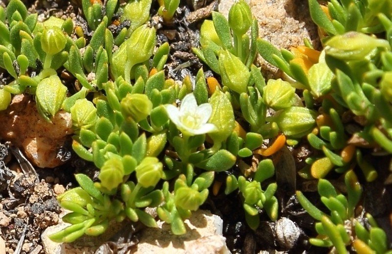 Acrosanthes decandra photo 2