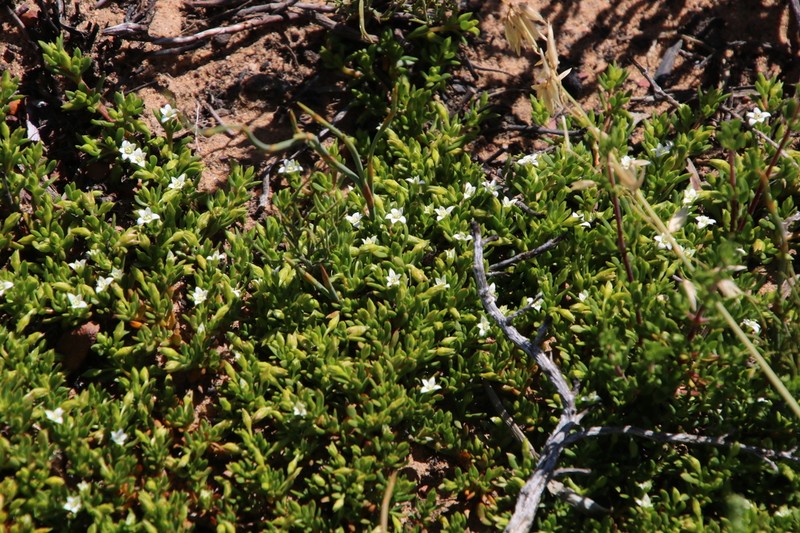 Acrosanthes decandra photo 3