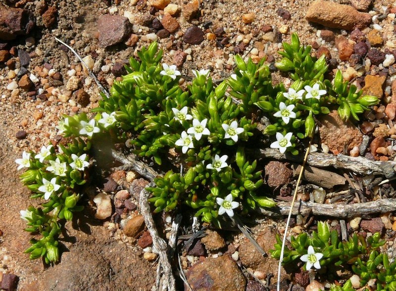 Acrosanthes decandra photo 5