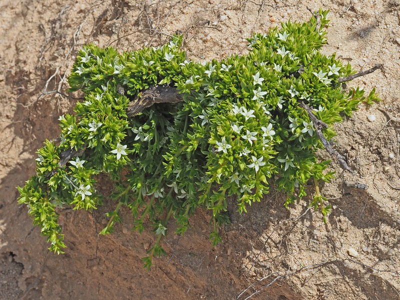 Acrosanthes decandra photo 7
