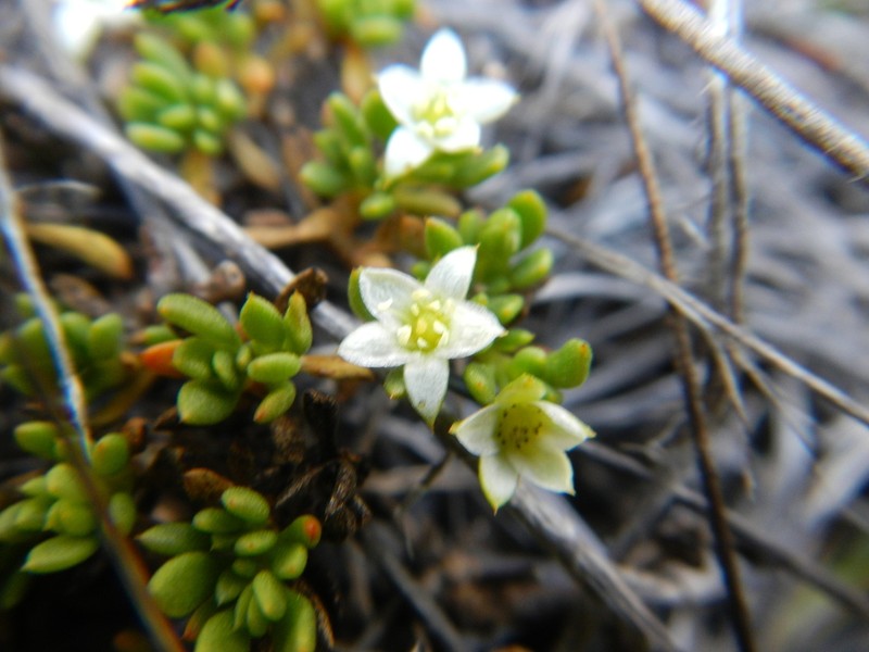 Acrosanthes humifusa