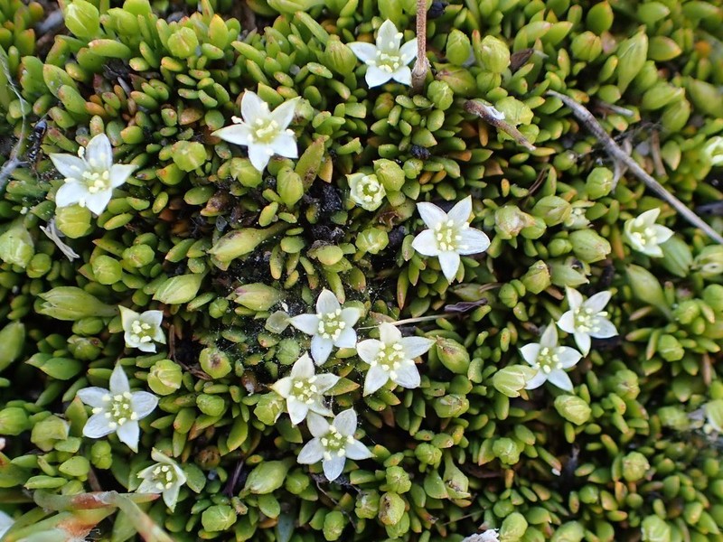 Acrosanthes humifusa photo 4