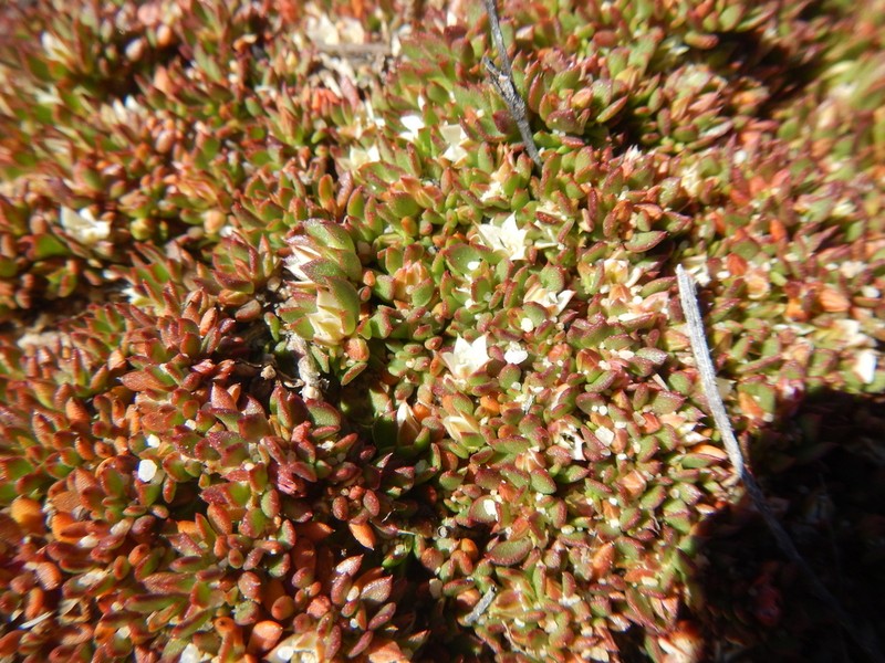 Acrosanthes humifusa photo 6