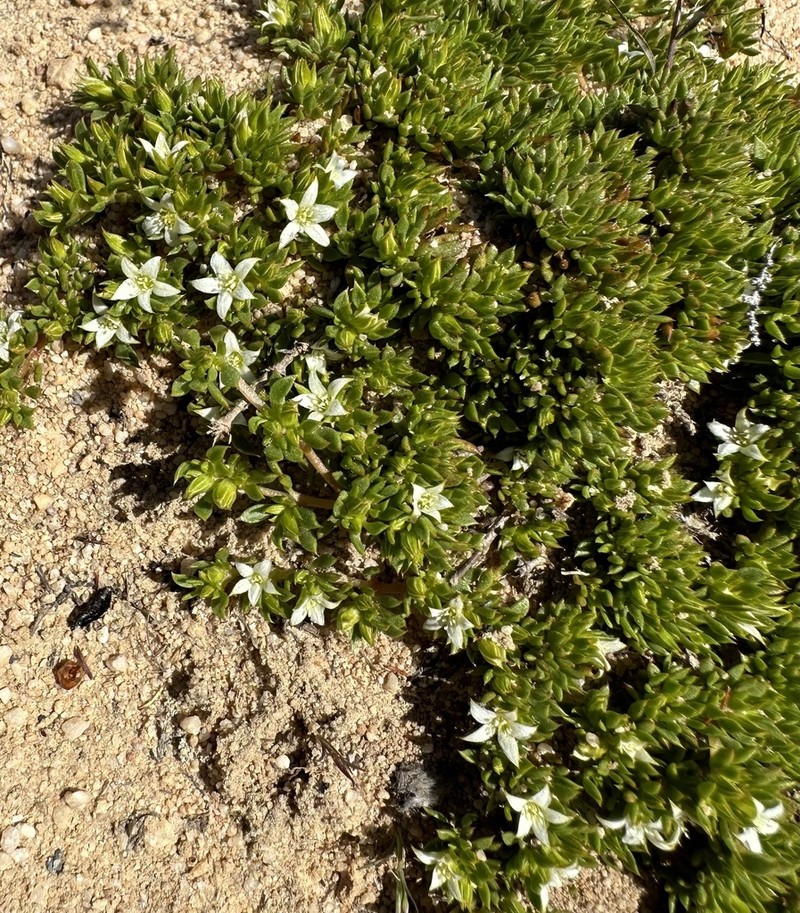 Acrosanthes humifusa photo 8