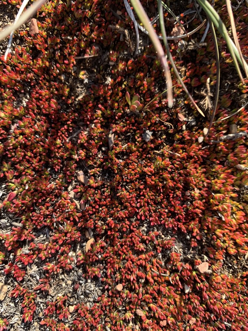 Acrosanthes parviflora