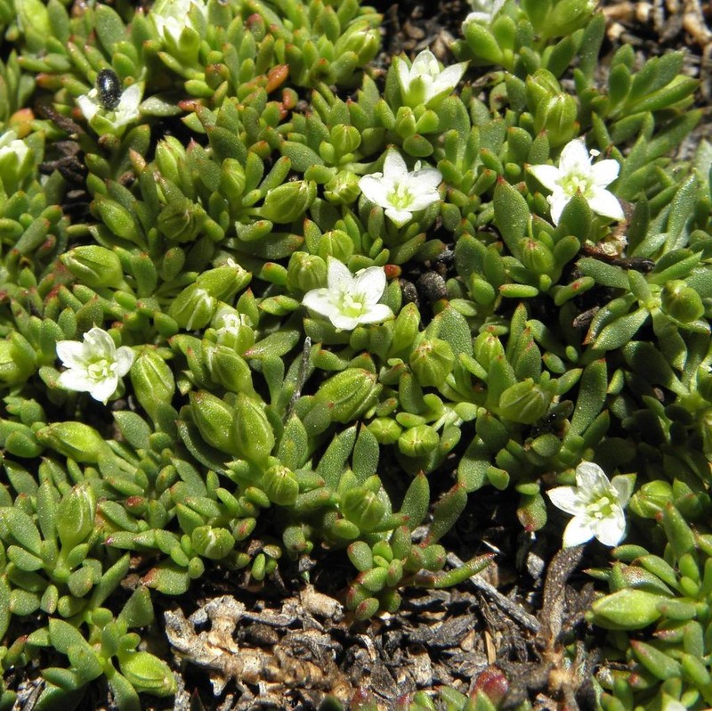 Acrosanthes parviflora photo 2