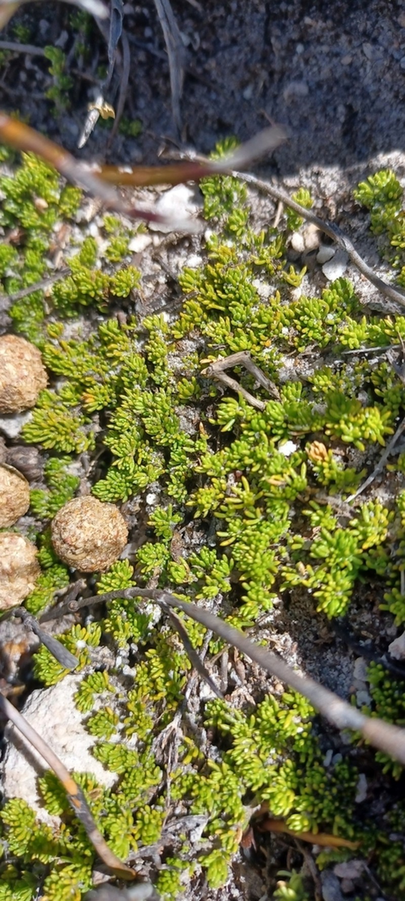 Acrosanthes parviflora photo 3