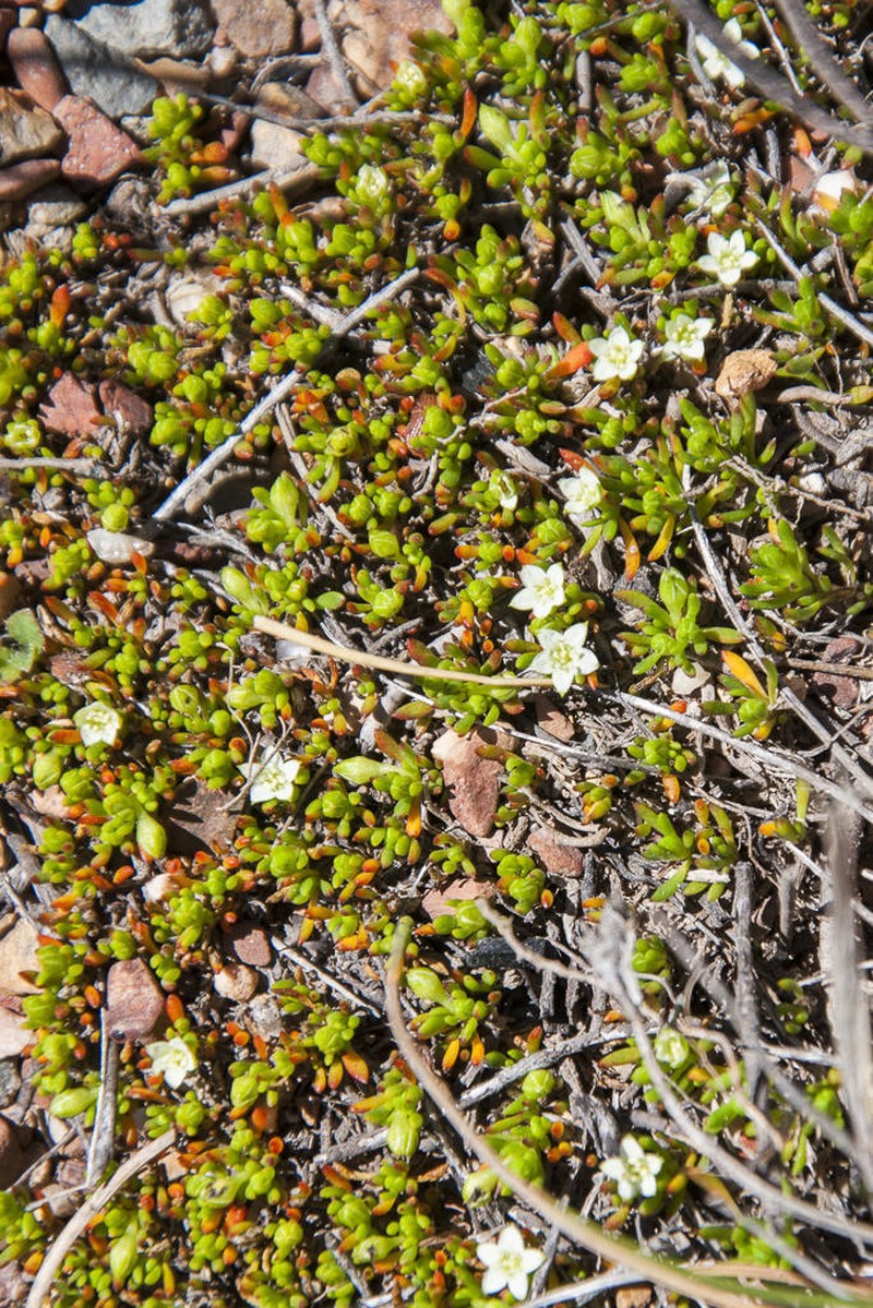 Acrosanthes parviflora photo 4