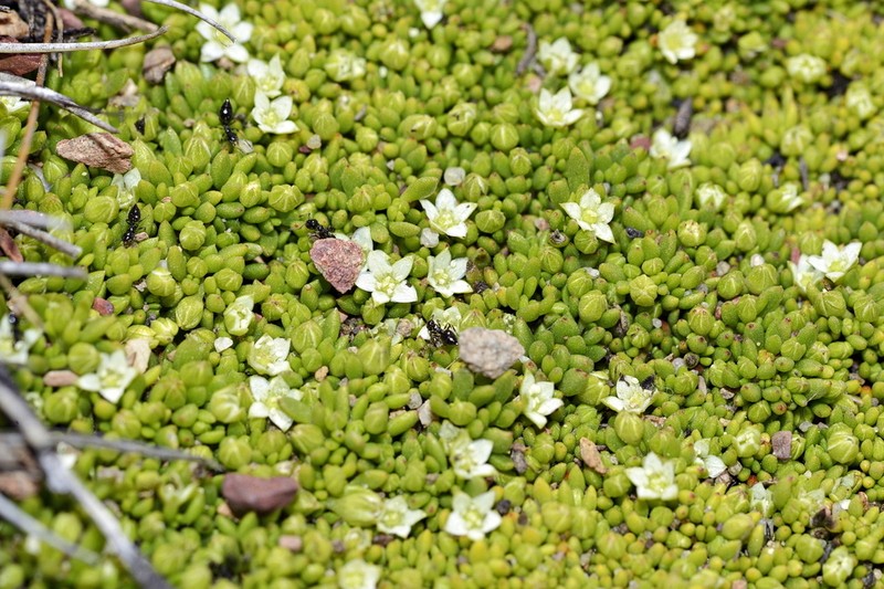 Acrosanthes parviflora photo 5