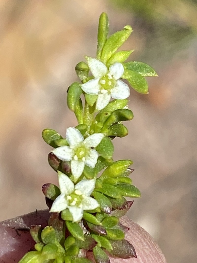 Acrosanthes parviflora photo 6