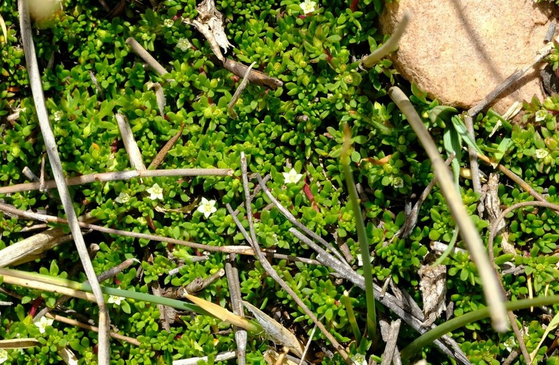Acrosanthes parviflora photo 8