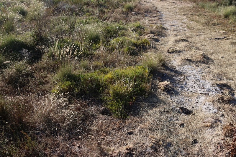 Acrosanthes teretifolia