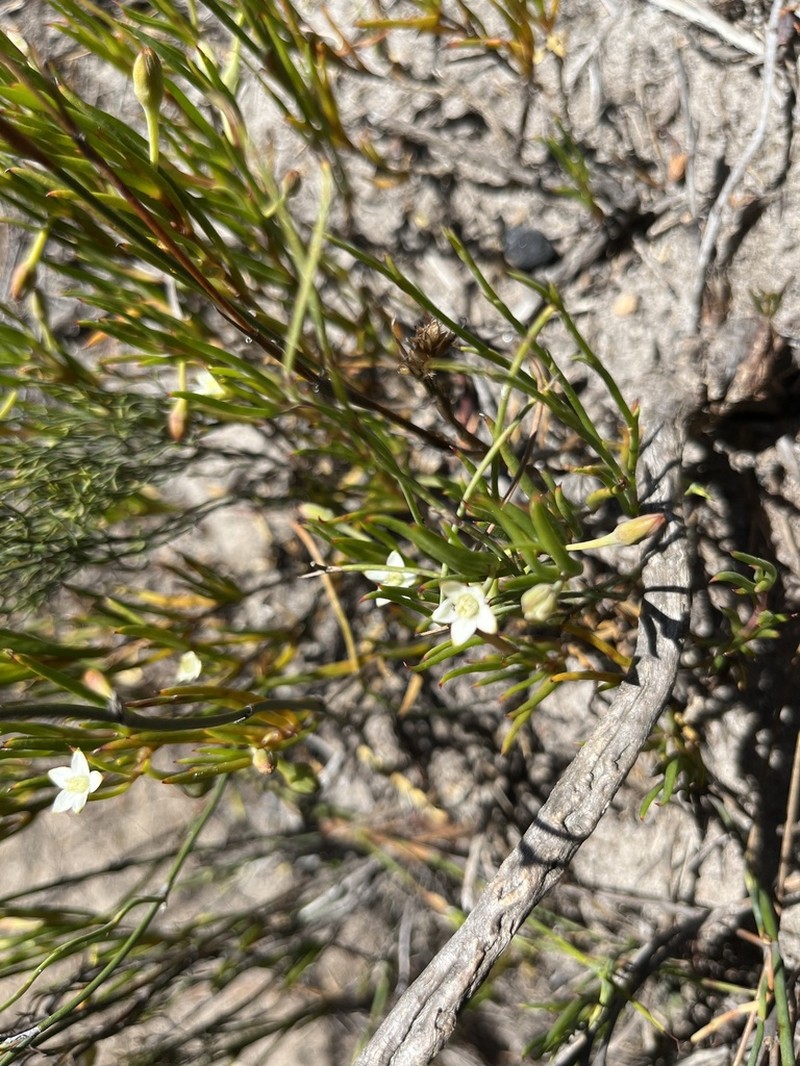 Acrosanthes teretifolia photo 2