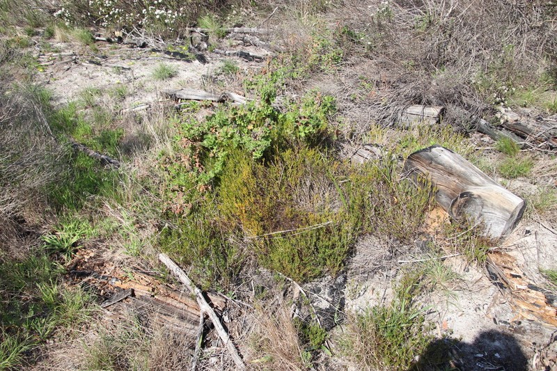 Acrosanthes teretifolia photo 3