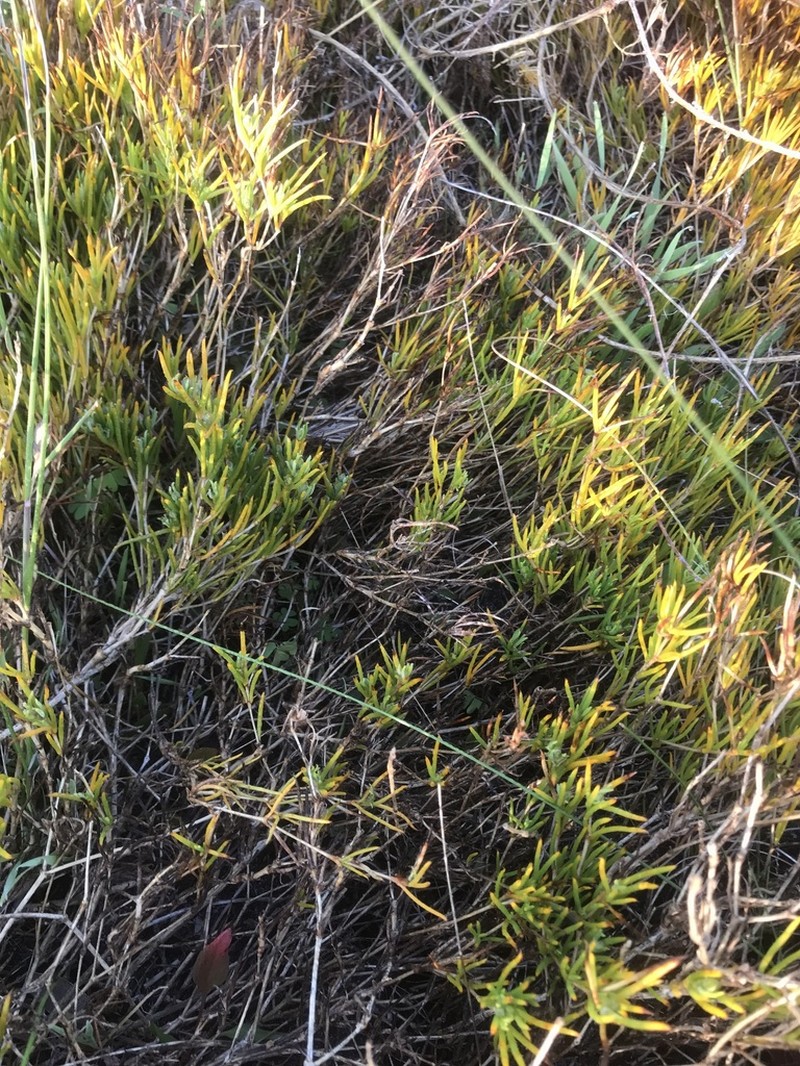Acrosanthes teretifolia photo 4