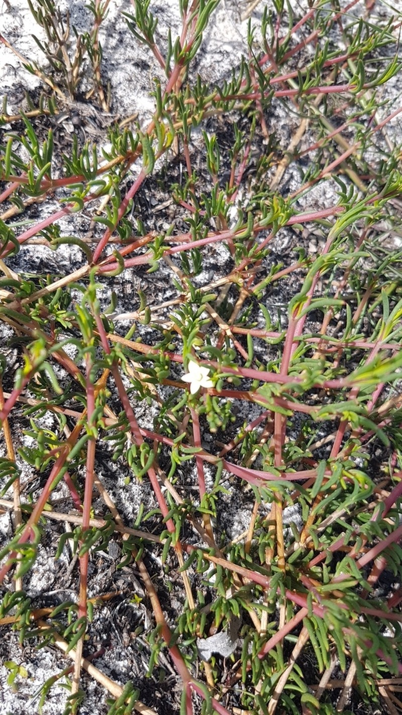 Acrosanthes teretifolia photo 5