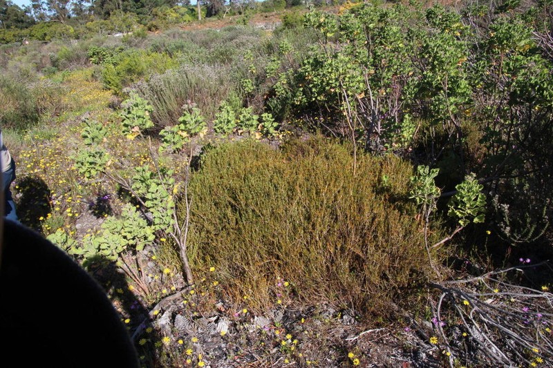 Acrosanthes teretifolia photo 6