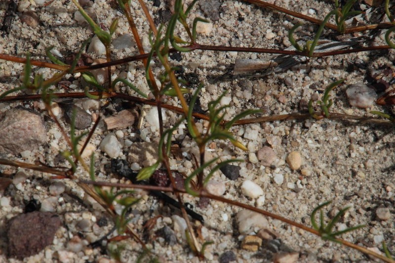 Acrosanthes teretifolia photo 7