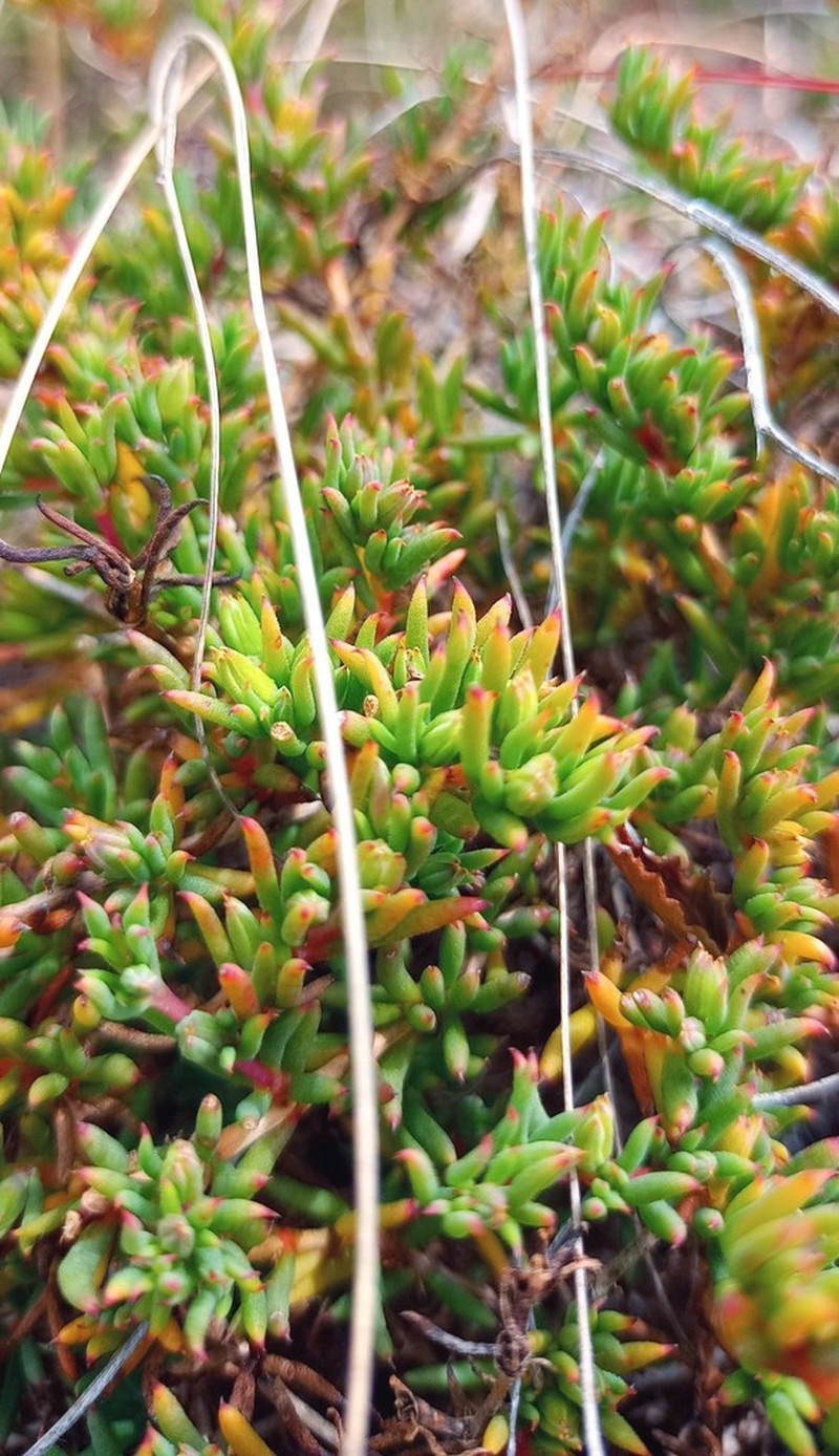 Acrosanthes teretifolia photo 8