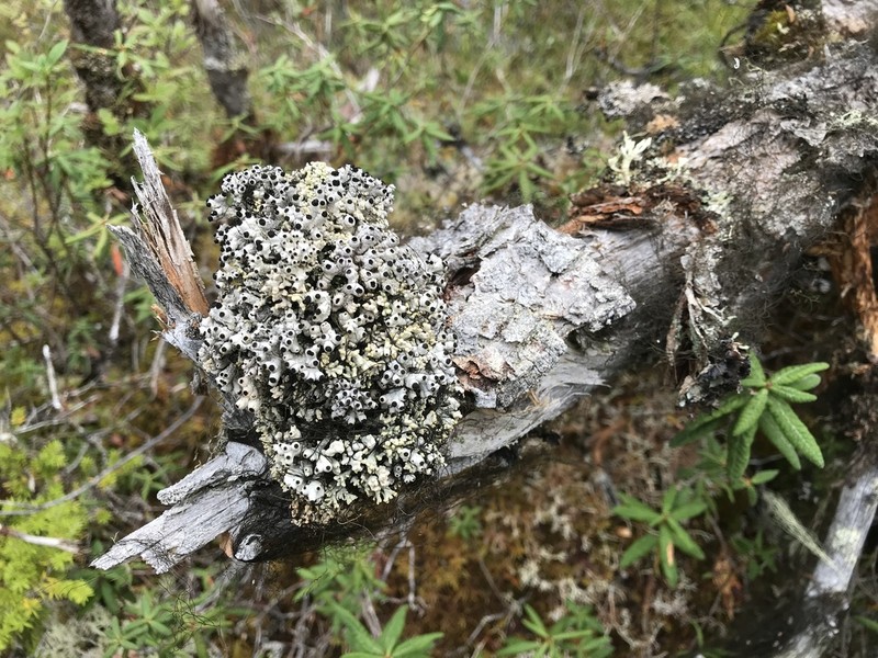Acroscyphus sphaerophoroides photo 2
