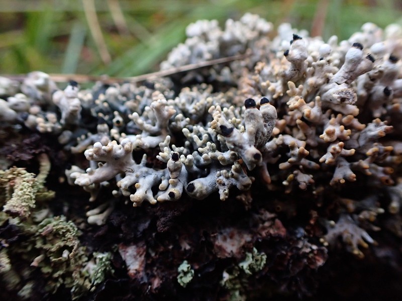 Acroscyphus sphaerophoroides photo 4