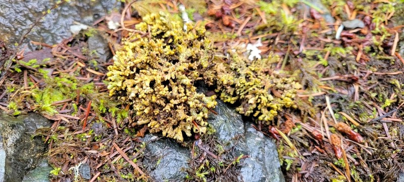 Acroscyphus sphaerophoroides photo 5