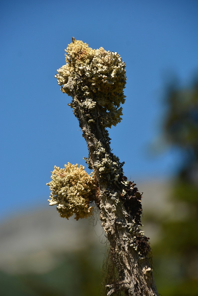 Acroscyphus sphaerophoroides photo 6