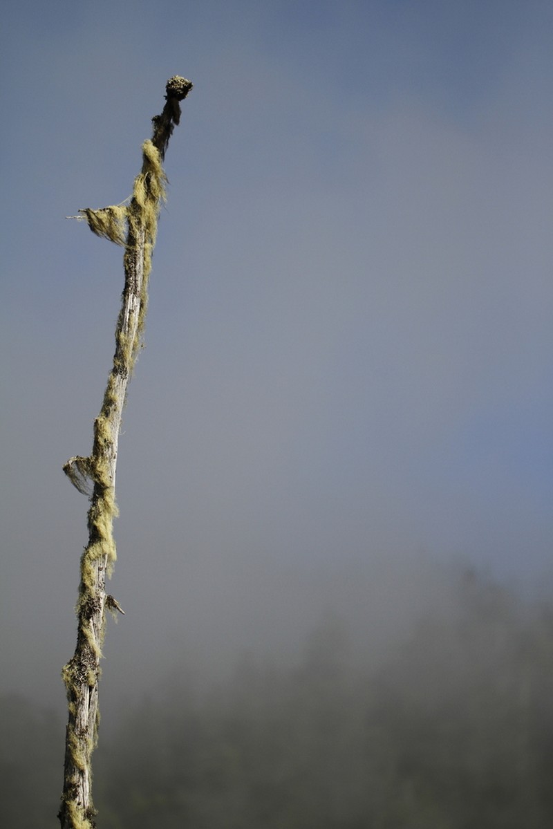Acroscyphus sphaerophoroides photo 8