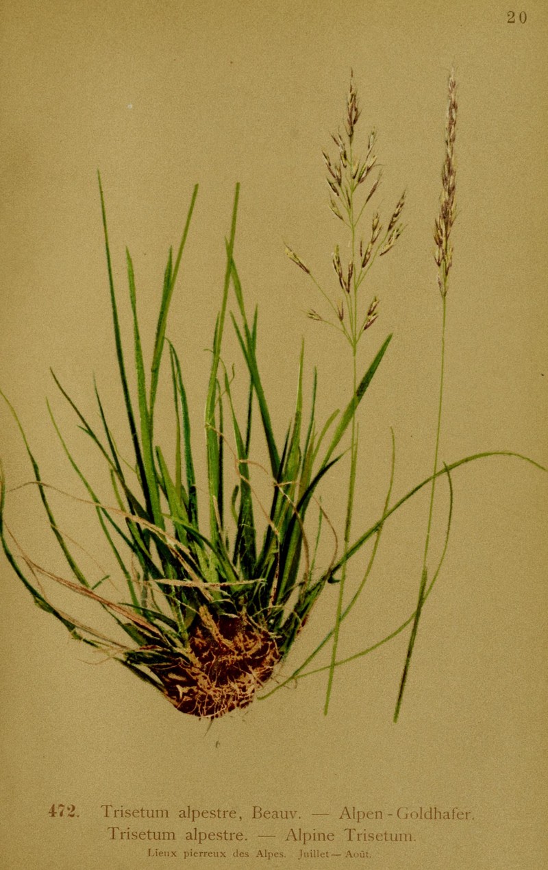 Acrospelion alpestre