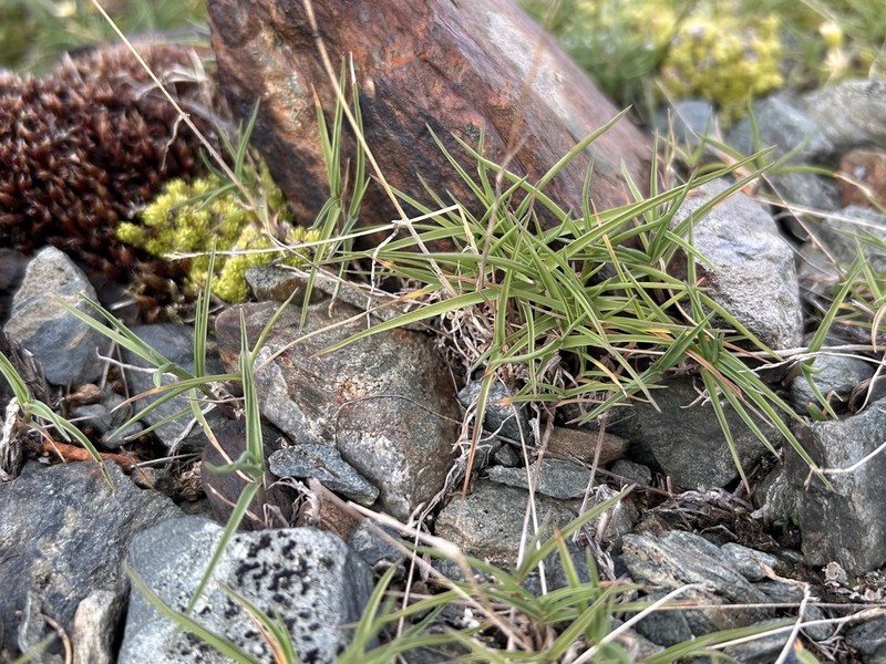 Trisetum distichophyllum photo 2