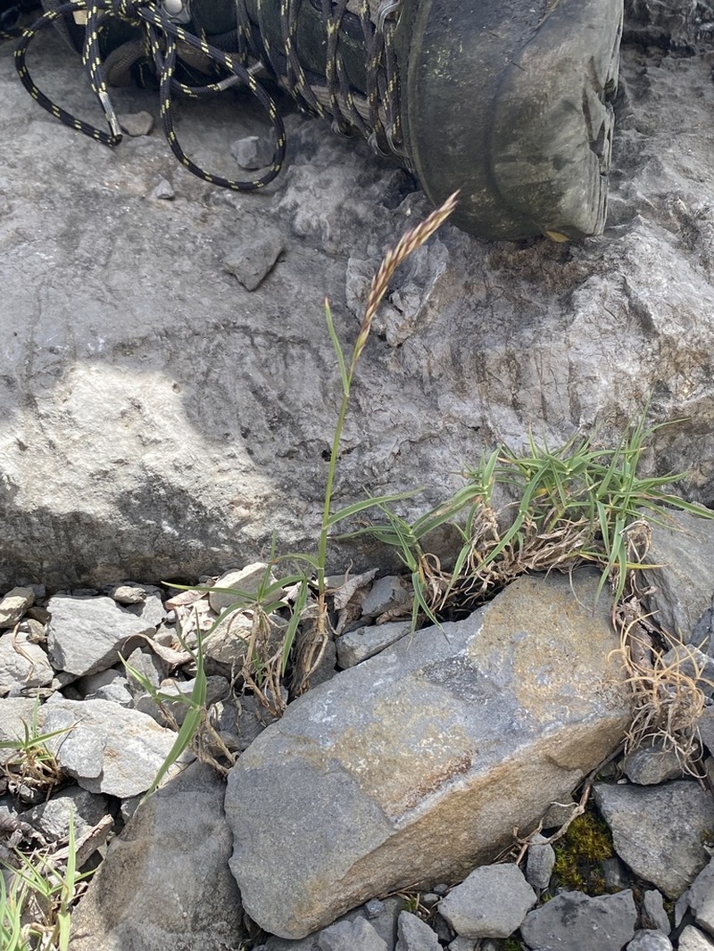 Trisetum distichophyllum photo 3