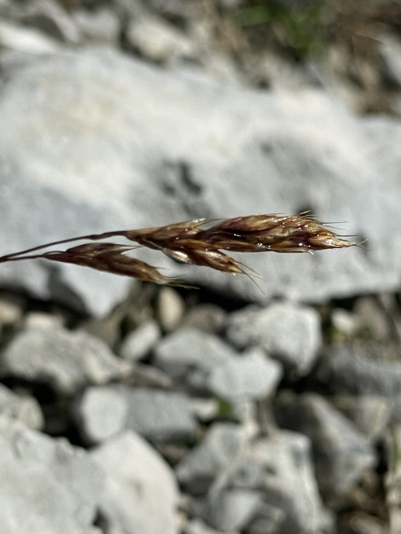 Trisetum distichophyllum photo 4