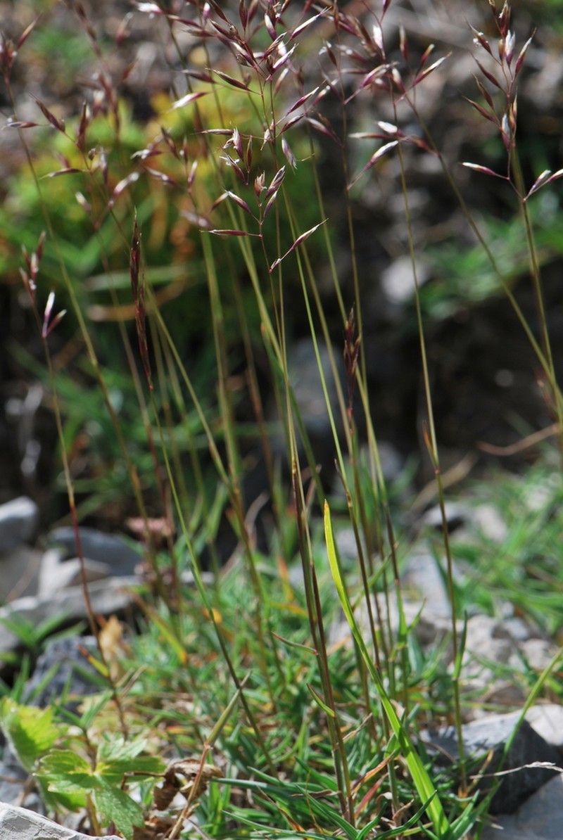 Trisetum distichophyllum photo 5