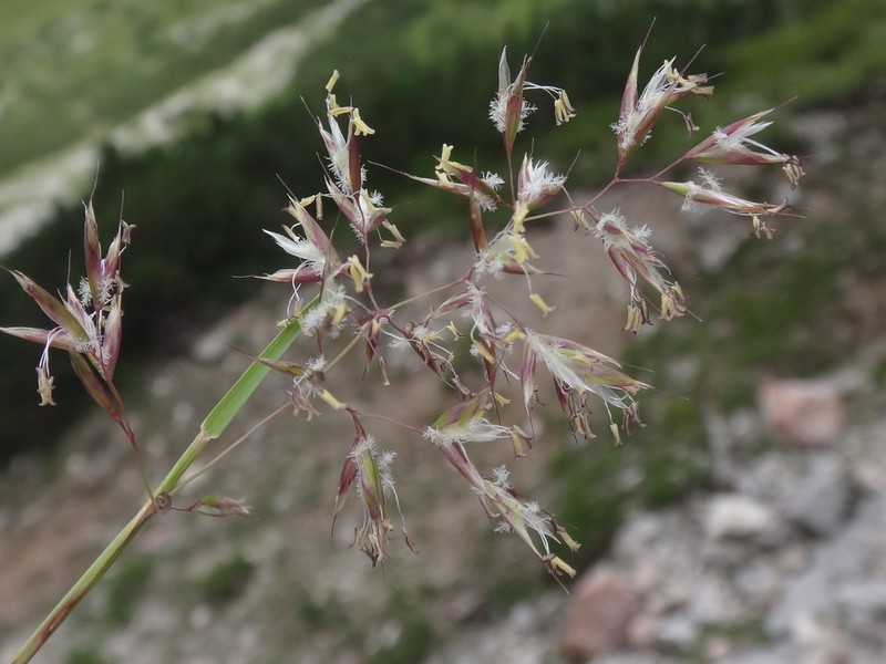 Trisetum distichophyllum photo 6